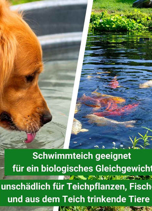Milchsäurebakterien Pulver Konzentrat 1000 ml für ein bakterielles Gleichgewicht im Teich