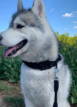 Taktisches Hundehalsband mit Griff und Reflektionsnähten