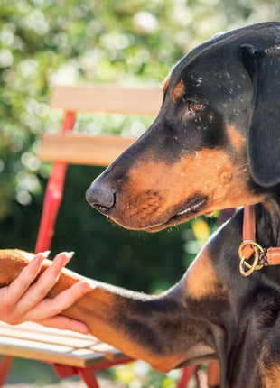 Hundehalsband OUTDOOR Rundzug