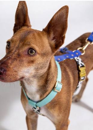 Hundegeschirr Blueberry