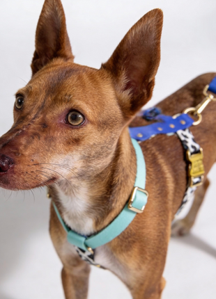 Hundegeschirr Blueberry