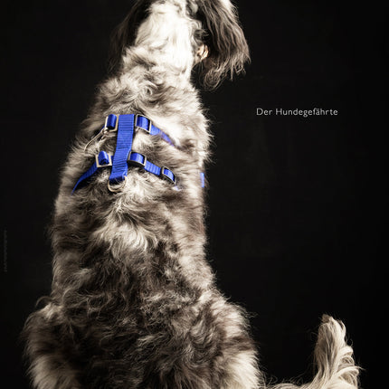 Anti-Stress-Geschirr STURMFREI® Saver für kleine bis mittlere Hunde