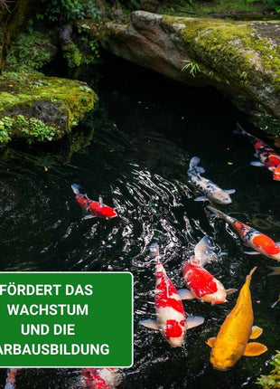 KENKOU Spirulina Pulver – Die natürliche Futterveredelung für gesunde, farbenfrohe Koi