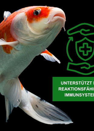 KENKOU Spirulina Pulver – Die natürliche Futterveredelung für gesunde, farbenfrohe Koi