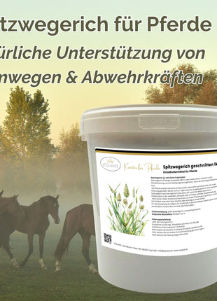 Spitzwegerich Pferd 1kg