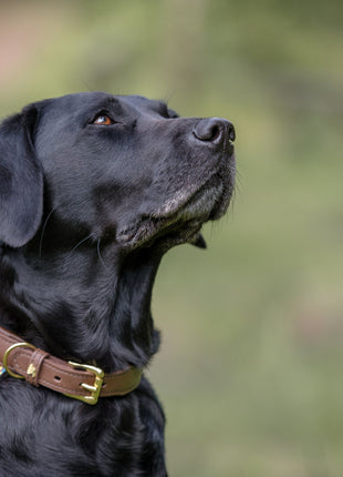 Hundehalsband CLASSIC Leder