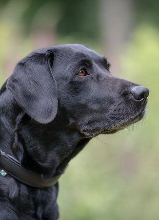 Hundehalsband CLASSIC Leder