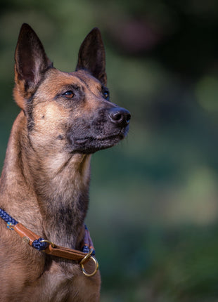 Hundehalsband OUTDOOR Rundzug