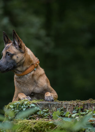 Hundehalsband CLASSIC Leder