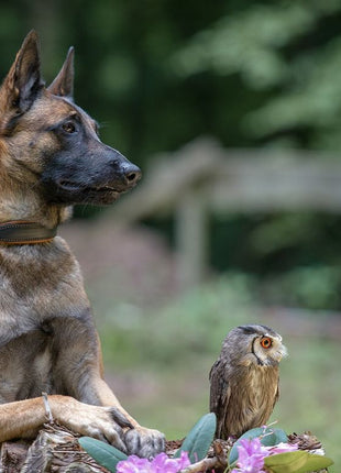 Hundehalsband CLASSIC Leder