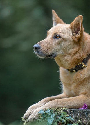 Hundehalsband CLASSIC Leder