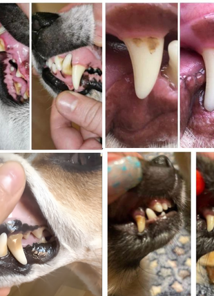 Natürliches Dentalspray zur Entfernung von Zahnstein von Tierliebhaber