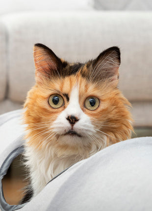 V15H08A012DE64C9517259D7B42D6D43FBECR5276437P4