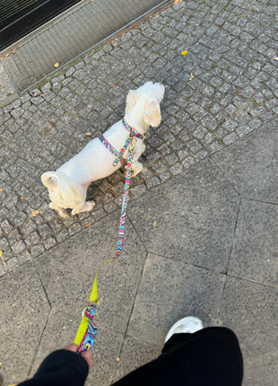 Hundegeschirr Ethnic-Vibrance