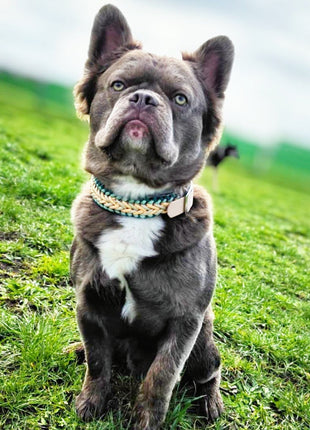 Handgemachtes Paracord-Hundehalsband "Seagrass"