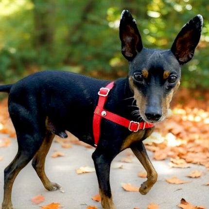 Anti-Stress-Geschirr STURMFREI®, Größe XXS