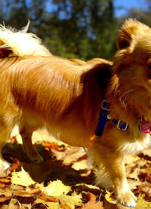 Anti-Stress-Geschirr STURMFREI®, Größe XXS