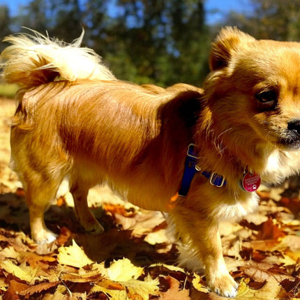 Anti-Stress-Geschirr STURMFREI®, Größe XXS