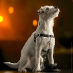 Schwarz / STURMFREI® - BioThane® Vordergurt und gewebter Bauchgurt (POP) / Ohne