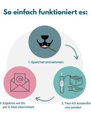 Allergietest für Welpen