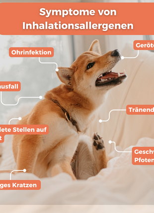 Inhalationsallergene-Test Hund