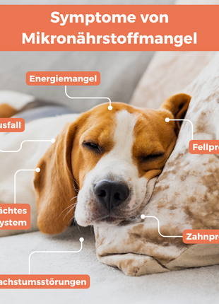 Barf-Test Hund