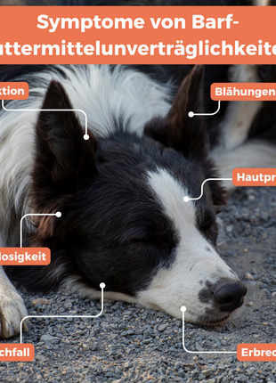 Barf-Test Hund