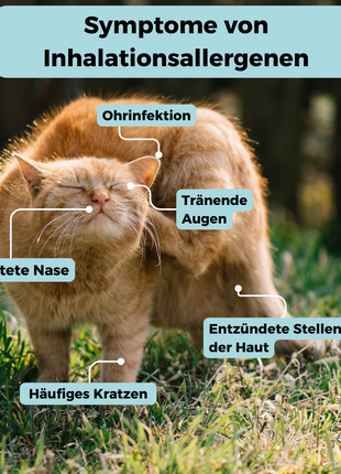 Inhalationsallergene-Test Katze