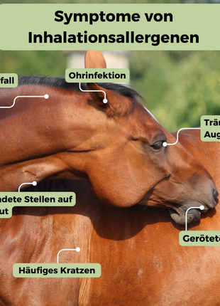 Inhalationsallergene-Test Pferd