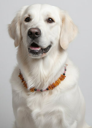 Amber necklace for dogs with rhodonite, length 49cm