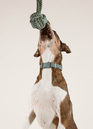 Twisted Rope Toy