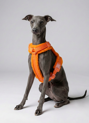 Hundegeschirr-Set Teddy Orange