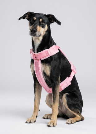 Hundegeschirr-Set Teddy Rosa