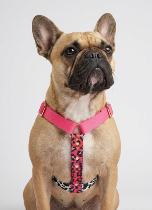 Hundegeschirr CandyMix