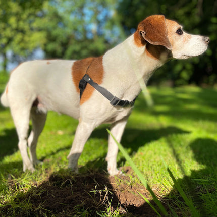 Anti-Stress-Geschirr STURMFREI®, Größe S