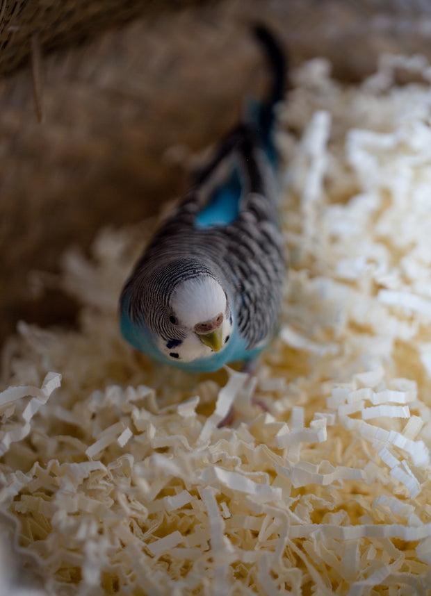 Banner image for: <h2>Bird toy</h2>