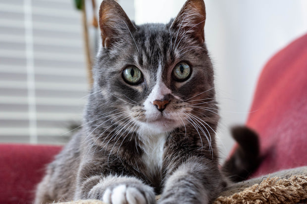 Banner image for: <h2>Cats toys</h2>