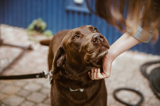 <h3>Gesundes Hundefutter für ein glückliches Hundeleben</h3>