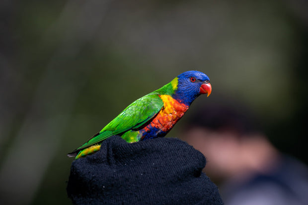 Vögel