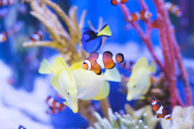 Aquaristik