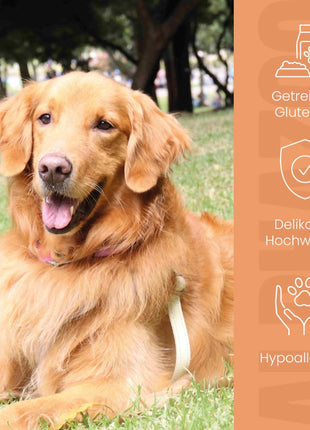 Monoprotein Pferd Nassfutter für Hunde