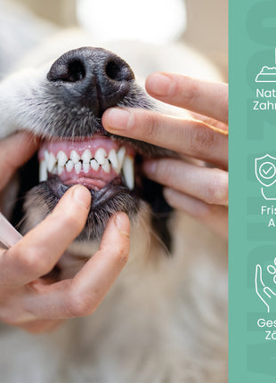 Zähne Zeigen Dentalstick