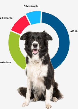 DNA-Erbkrankheiten Analyse Hund