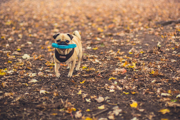 Banner image for: <h2>Dogs toys</h2>