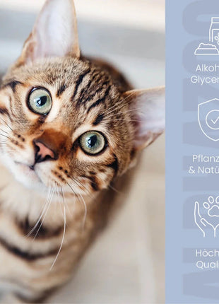 Durchblick Augenpflege für Katzen