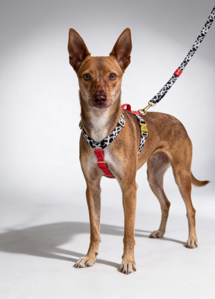 Hundegeschirr Rouge