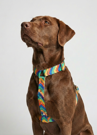 Hundegeschirr Festival