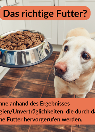 Allergietest Hund