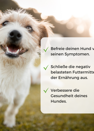 Allergietest Hund