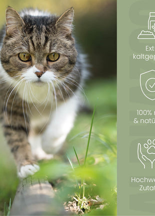 Hanföl für Katzen